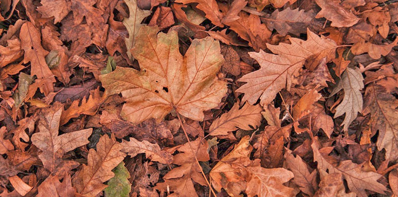 autumn fall leaves on the ground